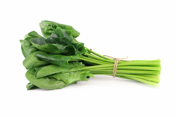 新鲜菠菜、 高蛋白质和氨基酸 — 图库照片