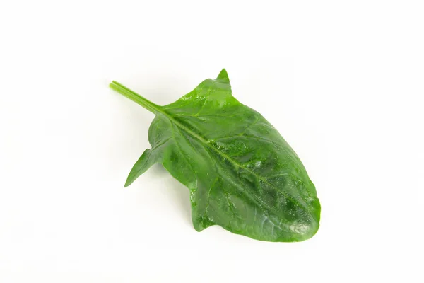 Fresh spinach, high protein and amino acids — Stock Photo, Image