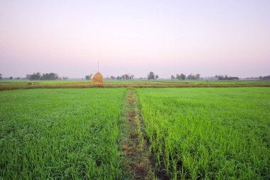 pirinç alan sabah sis, YG-ed Tayland ile