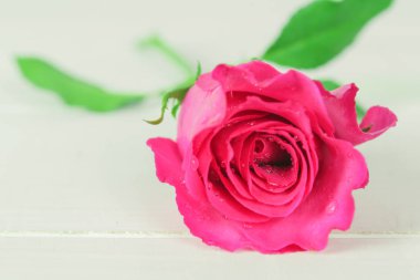 bir arka plan üzerinde pembe Gül çiçek