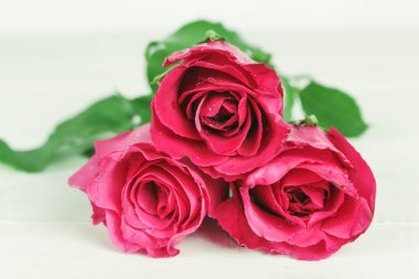 bir arka plan üzerinde pembe Gül çiçek