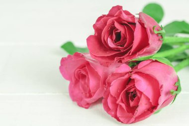 bir arka plan üzerinde pembe Gül çiçek