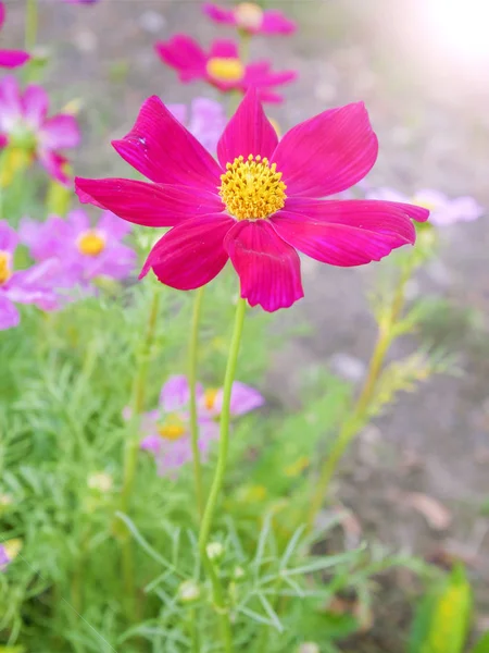 Fechar-se de belas flores rosa no jardim — Fotografia de Stock