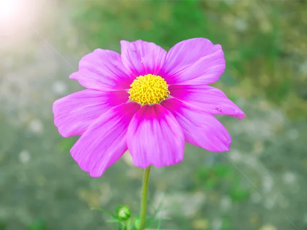 Primer plano de hermosas flores rosadas en el jardín — Foto de Stock