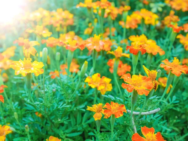 Tagetes měsíček květ Podzimní květiny pozadí — Stock fotografie