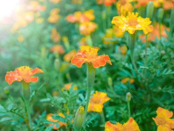 Tagetes měsíček květ Podzimní květiny pozadí — Stock fotografie