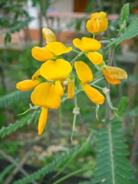 Espinhosa flor sesban, Sesbania bispinosa, Família Fabaceae, Central da Tailândia — Fotografia de Stock