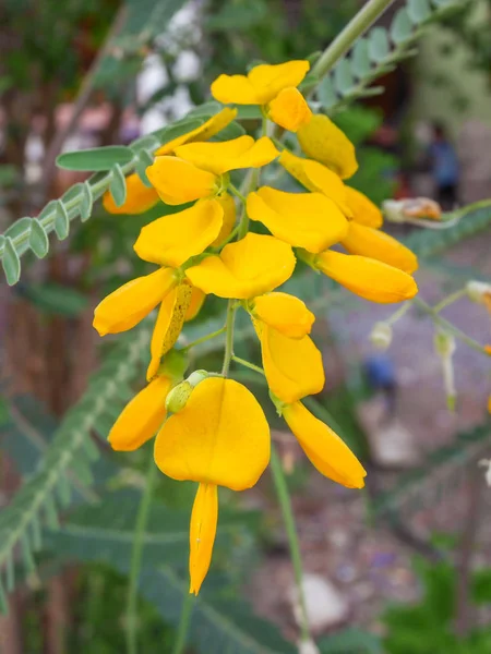 Espinhosa flor sesban, Sesbania bispinosa, Família Fabaceae, Central da Tailândia — Fotografia de Stock