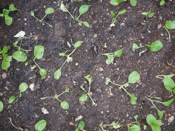 Planta de col rizada bebé en la tierra de cultivo, vegetal —  Fotos de Stock