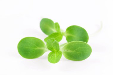 Organik ayçiçeği izole üzerinde beyaz arka plan lahanası