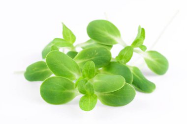 Organik ayçiçeği izole üzerinde beyaz arka plan lahanası