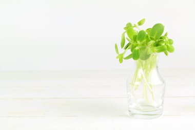 Organik ayçiçeği izole üzerinde beyaz arka plan lahanası