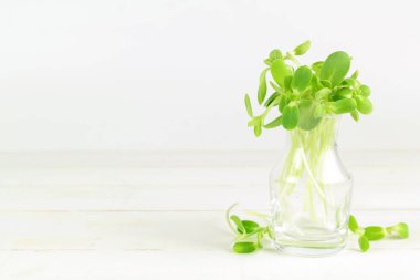 Organik ayçiçeği izole üzerinde beyaz arka plan lahanası