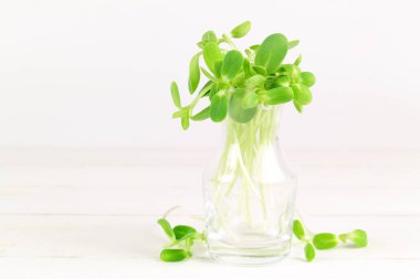 Organik ayçiçeği izole üzerinde beyaz arka plan lahanası