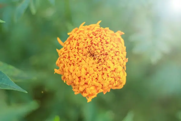 Чорнобривці календули квітка Осінні квіти фону — стокове фото