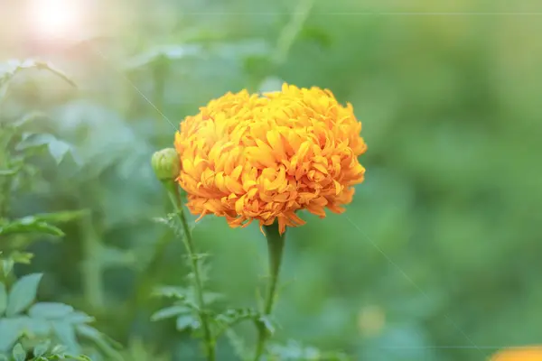 Tagetes měsíček květ Podzimní květiny pozadí — Stock fotografie