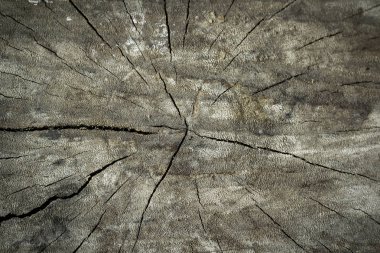 Kabuk yüzeyi doğal bir arka plan olarak kullanılan