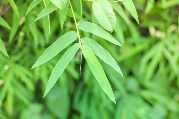 Натуральный зеленый бамбуковый лист с солнечным фоном — стоковое фото