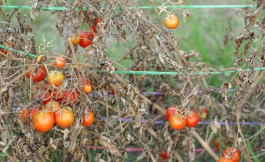 dalda olgunlaşma domates demet