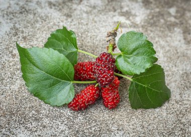Taze olgun dut Çilek ağacı taze dut üzerinde