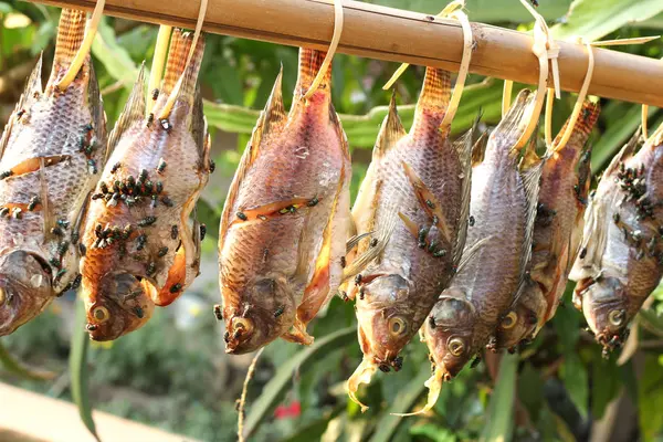 Green fly on dried fish hanging on a branch — Stock Photo, Image