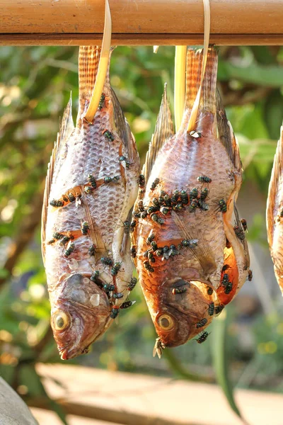 緑の枝に掛かっている干し魚のフライ — ストック写真