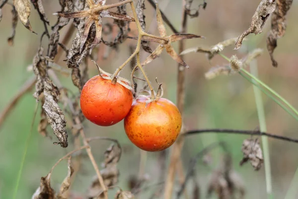 枝に登熟トマトの束 — ストック写真