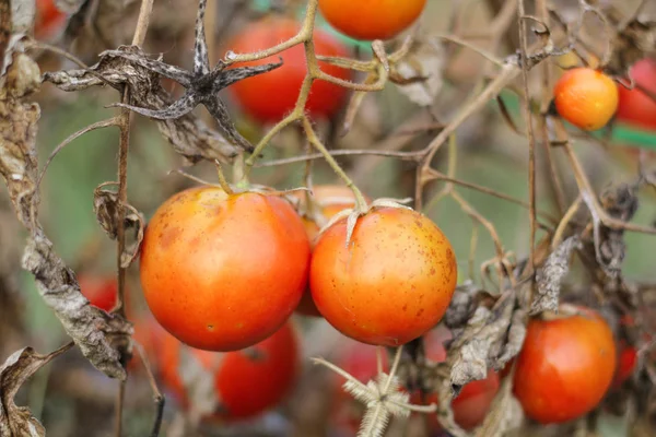Tomatenstrauß, der auf dem Zweig reift — Stockfoto