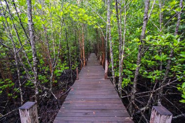 Ahşap köprü mangrov alanında, tahta Tung sivri uç tanga, Rayong, Tayland