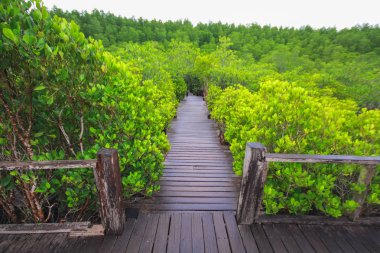 Ahşap köprü mangrov alanında, tahta Tung sivri uç tanga, Rayong, Tayland