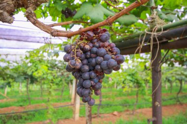 Üzüm: Loei, Thailand mahzeninde içinde