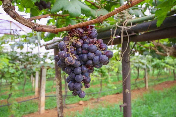 Üzüm: Loei, Thailand mahzeninde içinde