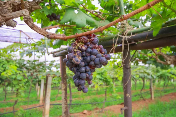 Uvas en un viñedo en Loei, Tailandia — Foto de Stock