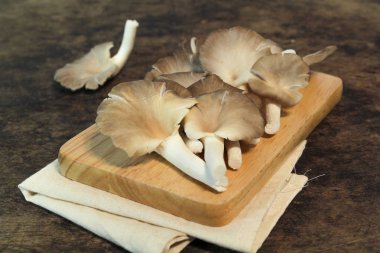 Hint istiridye, Phoenix mantar, akciğer istiridye ahşap arka plan üzerinde