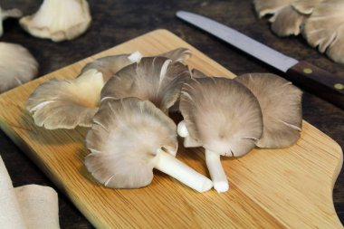 Hint istiridye, Phoenix mantar, akciğer istiridye ahşap arka plan üzerinde