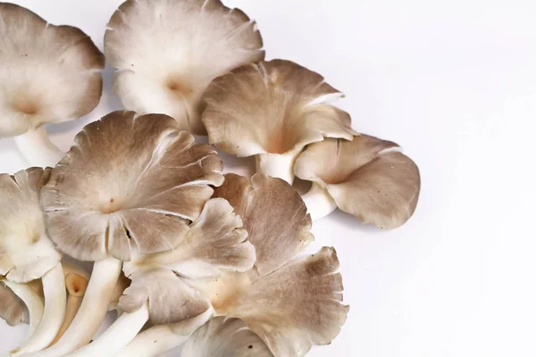 Hint istiridye, Phoenix mantar, akciğer istiridye ahşap arka plan üzerinde