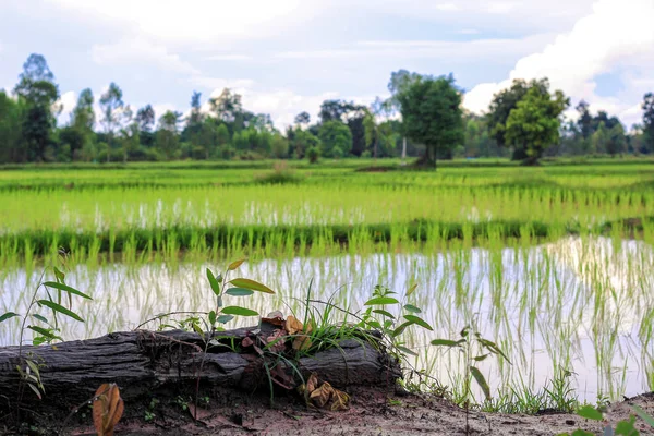 Reisfelder Plantage, asiatische Bio-Reisfarm und Landwirtschaft, Landschaft in Thailand — Stockfoto