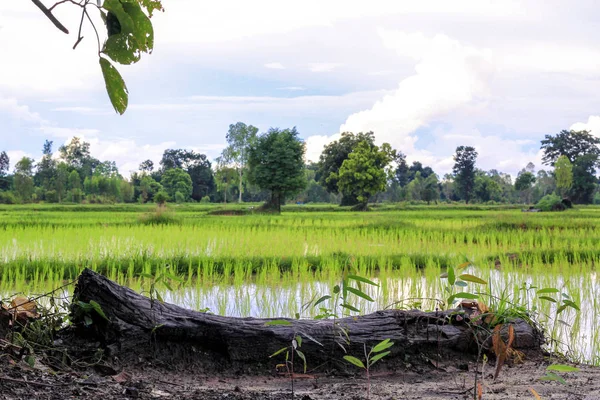 Campos de arroz plantação, fazenda de arroz asiático orgânico e agricultura, campo na Tailândia — Fotografia de Stock
