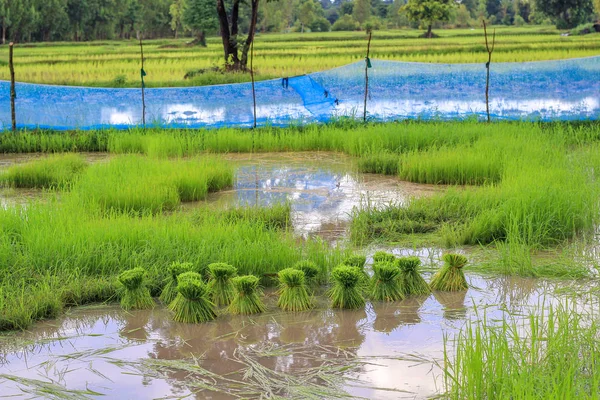 Campos de arroz plantación, granja de arroz asiático orgánico y agricultura, campo en Tailandia — Foto de Stock