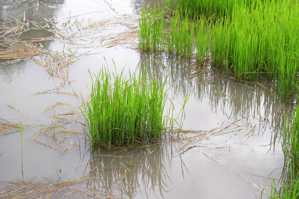 Rice fields plantation, organic asian rice farm and agriculture, countryside in Thailand — Stock Photo, Image