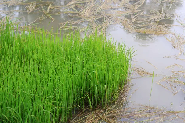 Reisfelder Plantage, asiatische Bio-Reisfarm und Landwirtschaft, Landschaft in Thailand — Stockfoto