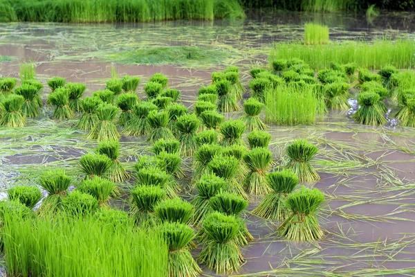 Reisfelder Plantage, asiatische Bio-Reisfarm und Landwirtschaft, Landschaft in Thailand — Stockfoto