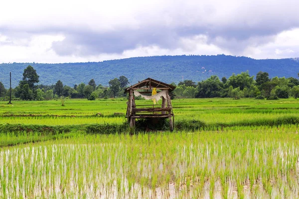 Reisfelder Plantage, asiatische Bio-Reisfarm und Landwirtschaft, Landschaft in Thailand — Stockfoto