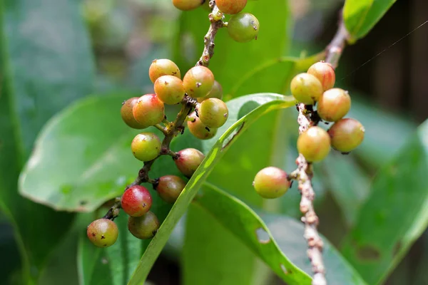 Antidesma puncticulatum Miq Mamao (태국 이름) 태국 과일 — 스톡 사진