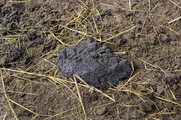 Pile of buffalo dung on the ground — Stock Photo, Image