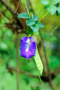 Kelebek bezelye Çiçek bahçesinde yaprak ile