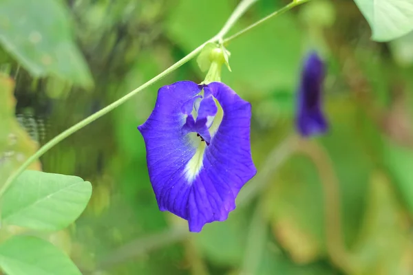 Borboleta flor de ervilha com folha no jardim — Fotografia de Stock