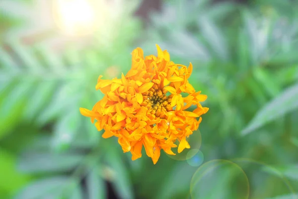 Marigold (Tagetes erecta, mexický měsíček, aztécký měsíček, africký měsíček) — Stock fotografie