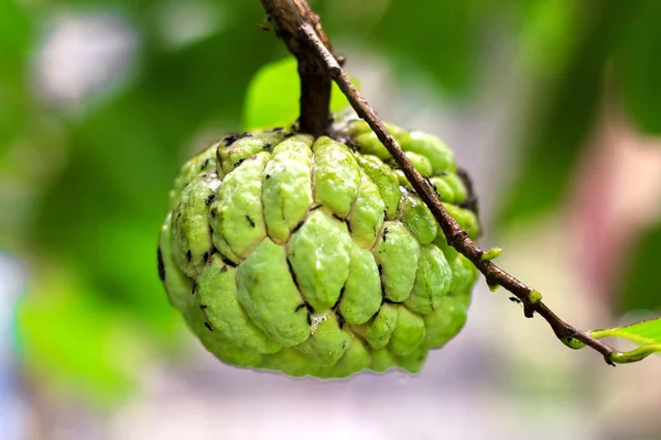 Sugar Apple (Custardappel, Annona, zoetzak) op de boom — Stockfoto