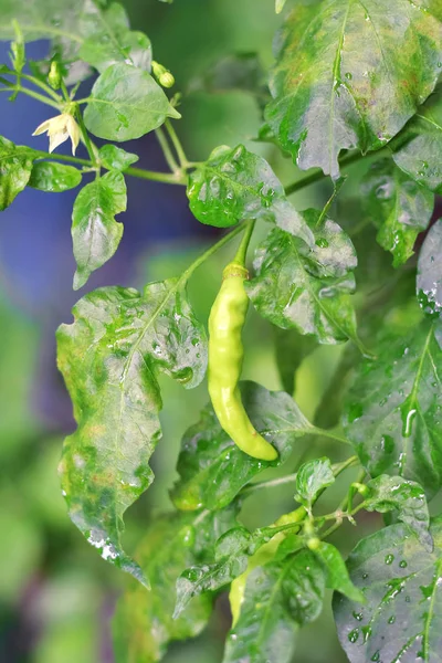 green chili on green leaf in the garden